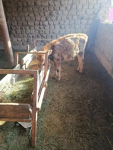 саман сатам: Сатам | Бука (эркек), Музоо | Бордоп семиртүү үчүн, Көбөйтүү үчүн — 2