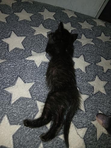 кот манчкин: Черный котенок. Миниатюрный, гладкая короткая шерсть, пушистый хвост — 1