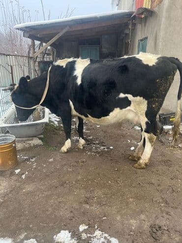 мышык фото: Сатам | Уй (ургаачы) | Сүт алуу үчүн | Байланган — 7