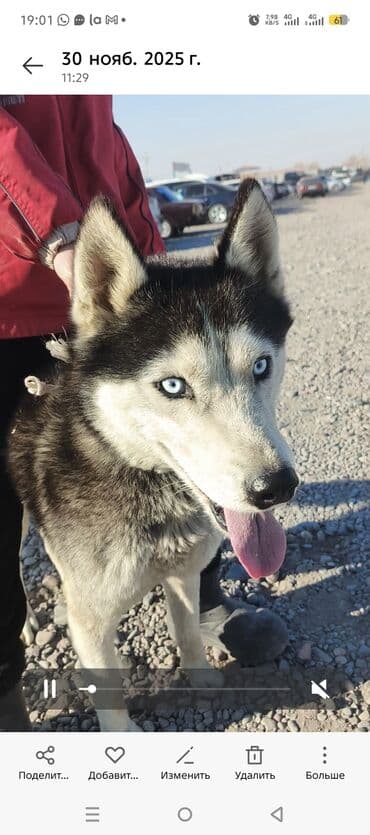 лошади каракол: Сибирский хаски с ярко-голубыми глазами и классическим черно-белым — 1