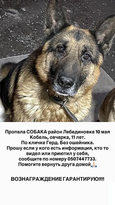 немецкая овчарка цена щенка: ПРОПАЛА СОБАКА. Овчарка . 11 лет, кобель по кличке Герд. Район — 3