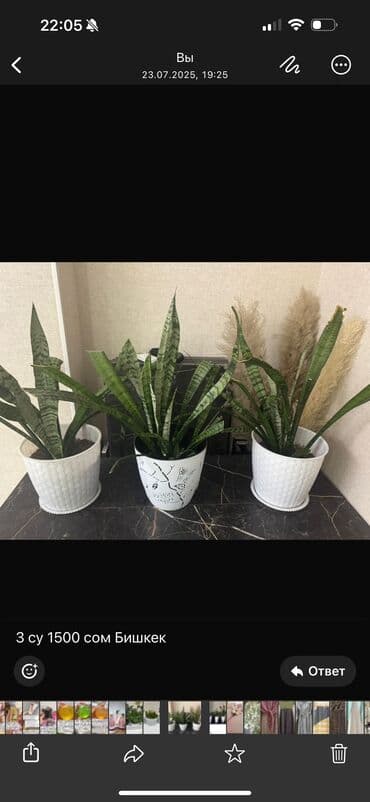 Сансевиерия - выделяет большое количество кислорода и повышает