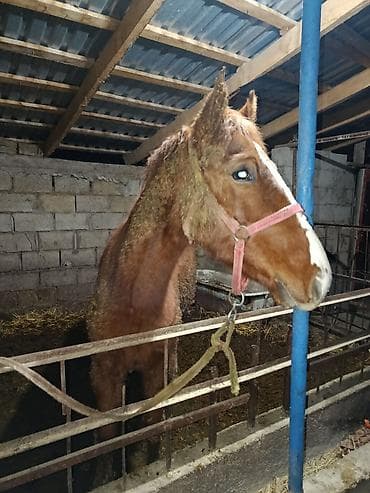 дакен тоок: Сатам | Байтал | Дончак | Жумушка — 2