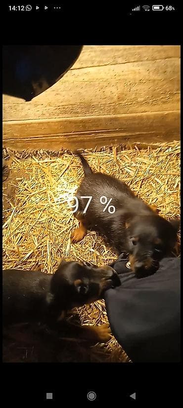 сколько стоит собаки хаски: Продаю щенков породы яктыръер возраст палтара месяца сука рабочая и — 7