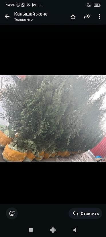 орехи саженцы: Саженцы деревьев: Туи — 3