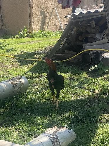 птица манаса: Продаю | Петух | Бойцовая | Для разведения — 4