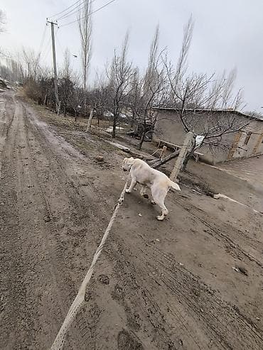 рыбы купить: Алабай, 1 год, Самец — 3