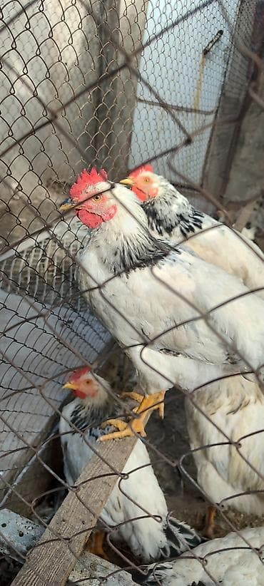 german shepherd: Продаю | Куры | Суссекс | Для разведения — 1
