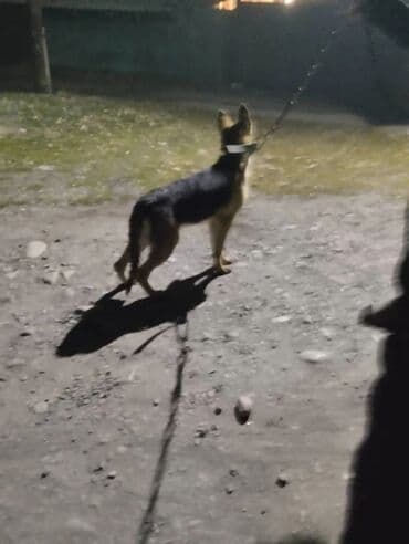 Вязка собак: Немецкая овчарка, 7 месяцев, Самец, С прививкой — 5