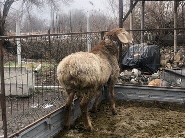 продаю медогонку: Продаю | Баран (самец) | Арашан | Для разведения | Осеменитель — 1