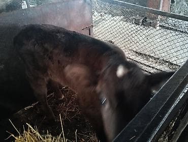 уй сатылат бишкек 2022: Сатам | Бука (эркек) | Ангус | Көбөйтүү үчүн | Жасалма уруктандырылган — 3