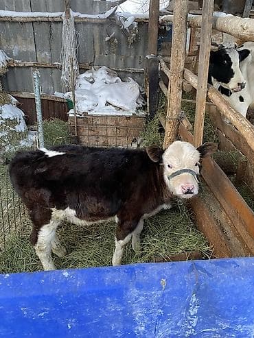 кукуруза маями: Продаю | Корова (самка) — 3