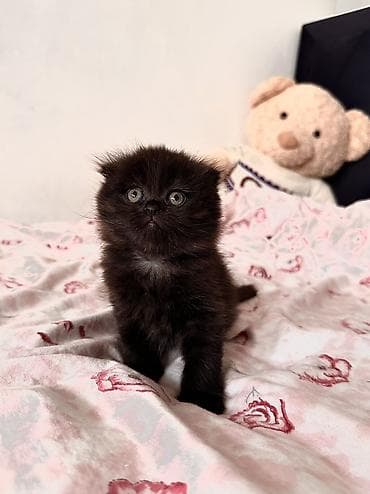 цена шотландской вислоухой кошки: Скотиш Фолд (Шотландская вислоухая), 2 месяца, Мальчик, Черный, Метис, Приучена к лотку, Проглистована — 9