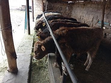 теленок сколько стоит: Продаю | Бык (самец) | Швицкая | На откорм — 3