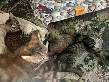 Үй жаныбарлары: Город Ош. Отдам котят в хорошие руки. - Три котёнка от домашней — 1