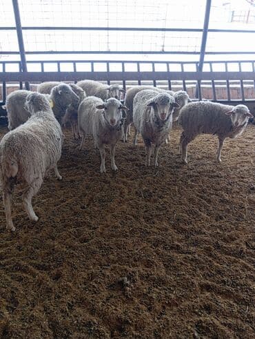 бенгальская кошка цена бишкек: Продаю | Баран (самец) | Меринос | Для разведения | Матка — 2