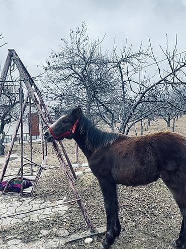 Услуги ветеринара: Продаю | Жеребец | Дончак | Конный спорт — 1