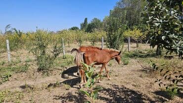 сколько стоит померанский шпиц в бишкеке: Продаю | Жеребенок — 5