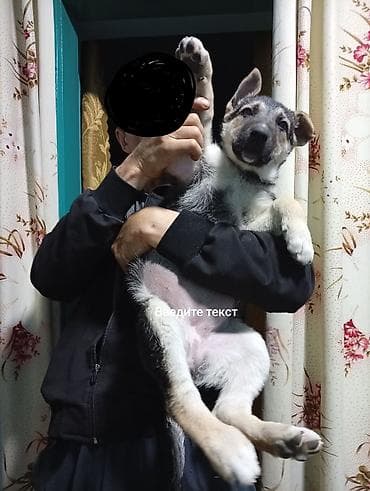 Щенок средних размеров, активный и игривый. Окрас серо-белый с темной