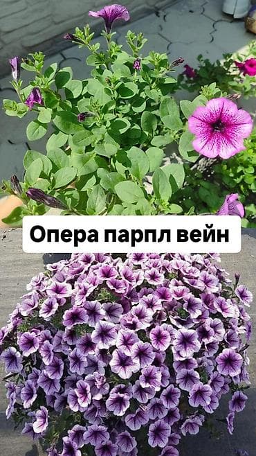морская капуста купить: Самовывоз — 1