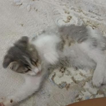 вислоухие кошки: Шотландский вислоухий котёнок (Scottish Fold) отдам даром - Окрас — 6