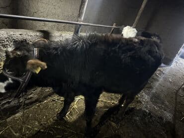 разведение сельскохозяйственных животных: Продаю | Тёлка | На откорм | Привязанные — 1