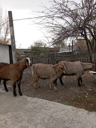 животные домашние: Продаю | Козёл (самец) | Полукровка — 5