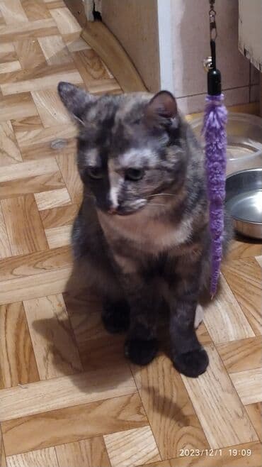 куда можно отдать собаку в бишкеке: Красивые девочки . цветная и белая молодые кошки им скоро год.очень — 9