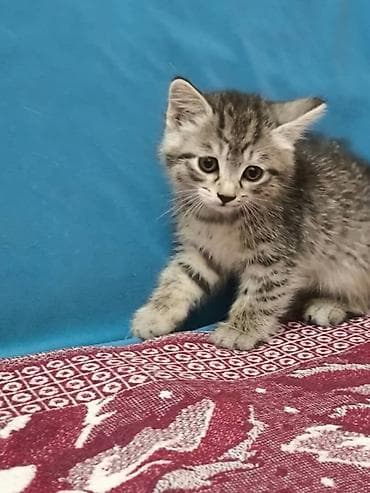 добрые руки: Кошка даром: Беспородная, 2 месяца, Девочка — 3