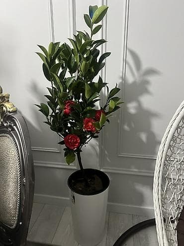 Декабристы: Доставка по городу бесплатно 🚘 Крупный сорт Камелия японская (Camellia — 2