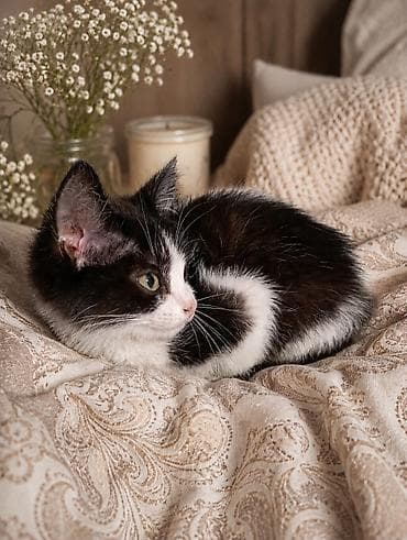 кошки маин кун: Кошка даром: Беспородная, Девочка — 1