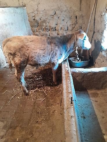 ящик для белья: Продаю | Тёлка | На откорм | Привязанные — 1