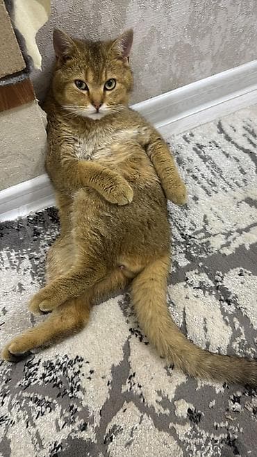 котята шотландская: Скотиш Страйт (Шотландская прямоухая), 1 год, Мальчик, Приучена к лотку — 3