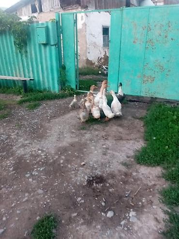 утята шипуны: Продаю уток оптом 12штук .цена за всех 8000 т.сом — 2