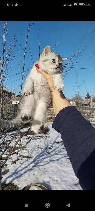 дабирман собака: Скотиш Страйт (Шотландская прямоухая), 1 месяц, Девочка, Серебристая шиншилла, Приучена к лотку, Проглистована — 5