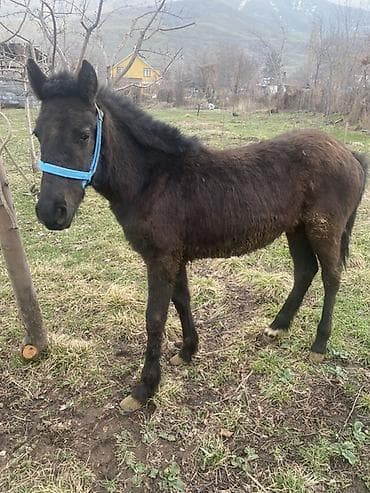 домашные животные: Продаю | Жеребенок | Конный спорт — 3