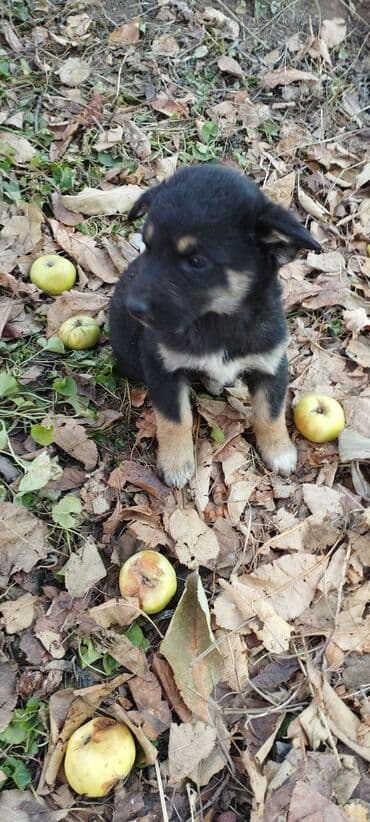 в какой приют можно отдать собаку: Щенки-метисы, помёт из нескольких малышей разной окраски. - Возраст — 2