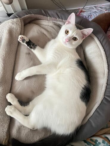 отдам котенка в добрые руки: Кошка даром: Беспородная, 8 месяцев, Мальчик, Приучена к лотку — 1