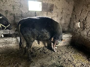 продам курей: Продаю | Бык (самец) | На откорм | Привязанные — 3