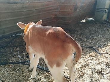 откорм база: Продаю | Тёлка | На откорм | Привязанные — 6