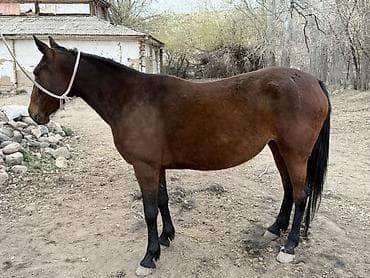 као мани сколько стоит: Продаю | Кобыла (самка), Конь (самец), Жеребец | Для разведения, Конный спорт — 5