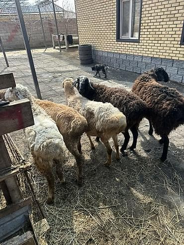 бараны аршан: Продаю | Овца (самка) | Для разведения | Матка — 6