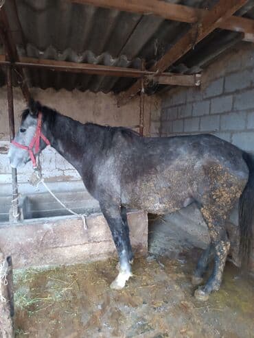 абиссинский кот: Продаю | Кобыла (самка) | Для разведения, Для молока, Рабочий — 7