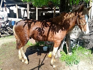 попугай большой: Продаю | Жеребец | Рабочий — 2