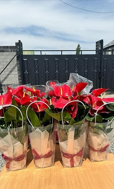 Комнатные растения в декоративных кашпо — готовые подарочные