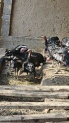 продажа щенков немецкой овчарки с документами в бишкеке: ИНДЮК САТЫЛАТ, Жалал абад шаары Сузак району Благовещенка айылынан — 4