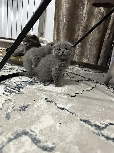 рыжие котята бесплатно: Старт продаж ! Котята шотландской породы в двух расцветках ! Родились — 6