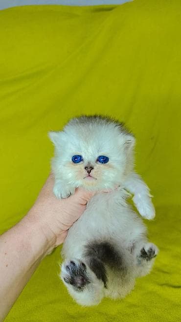 ит мышык: К раннему бронированию шотландские котята мальчики. Хайленд и гладко — 2