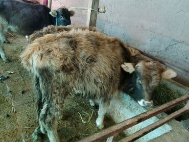 американский бульдог цена: Продаю | Тёлка | Полукровка, Алатауская | Для разведения | После отела — 6