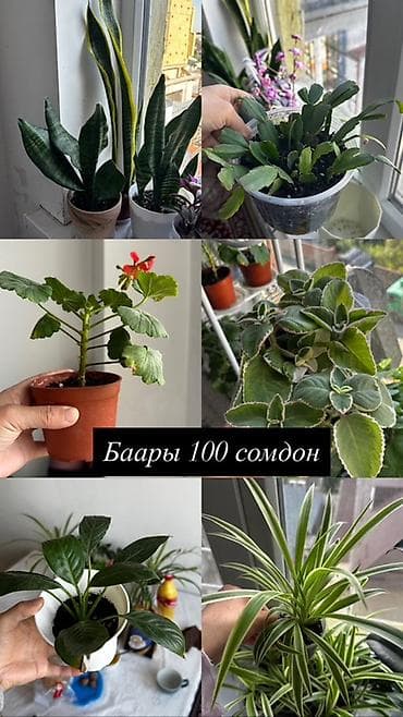 декабристы: Комнатные растения в горшках – недорогие и неприхотливые. Подойдут для — 1